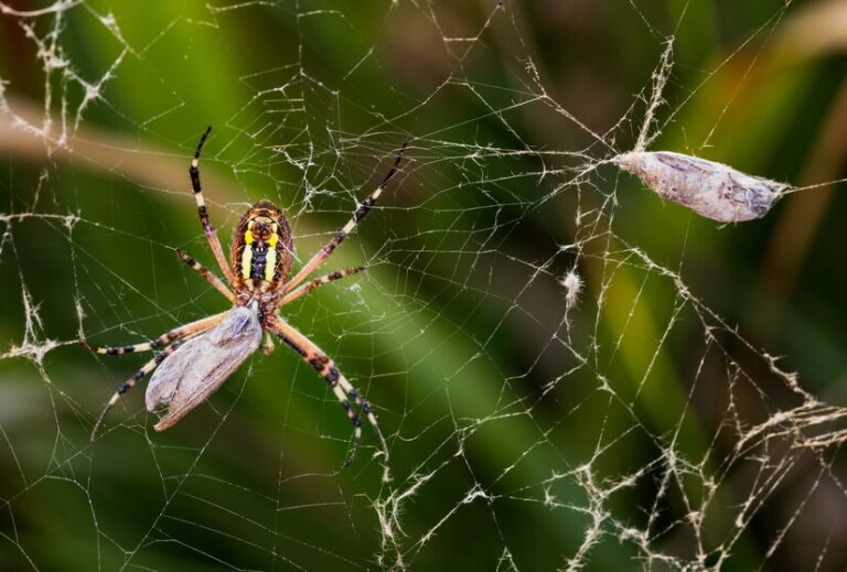 Understanding the Differences Between Spider and Reticular Veins